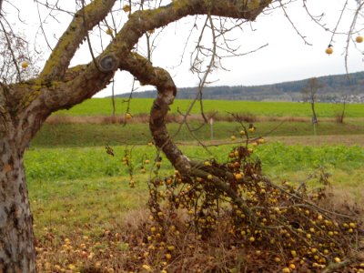 Apfelbaum Bittenfelder3