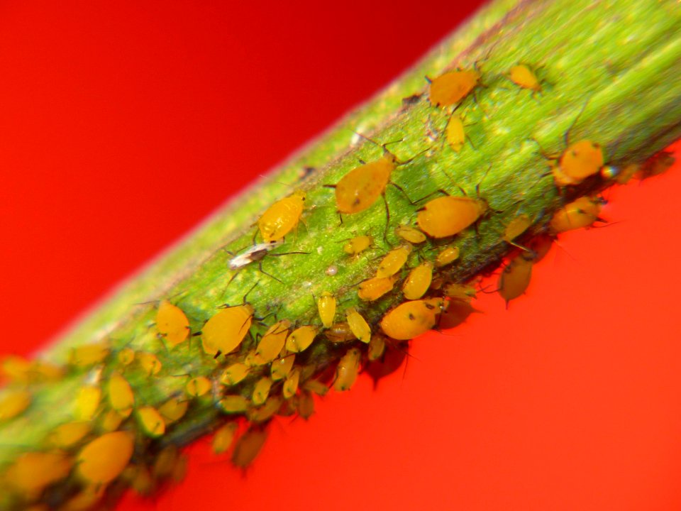 Aphis nerii gruppo
