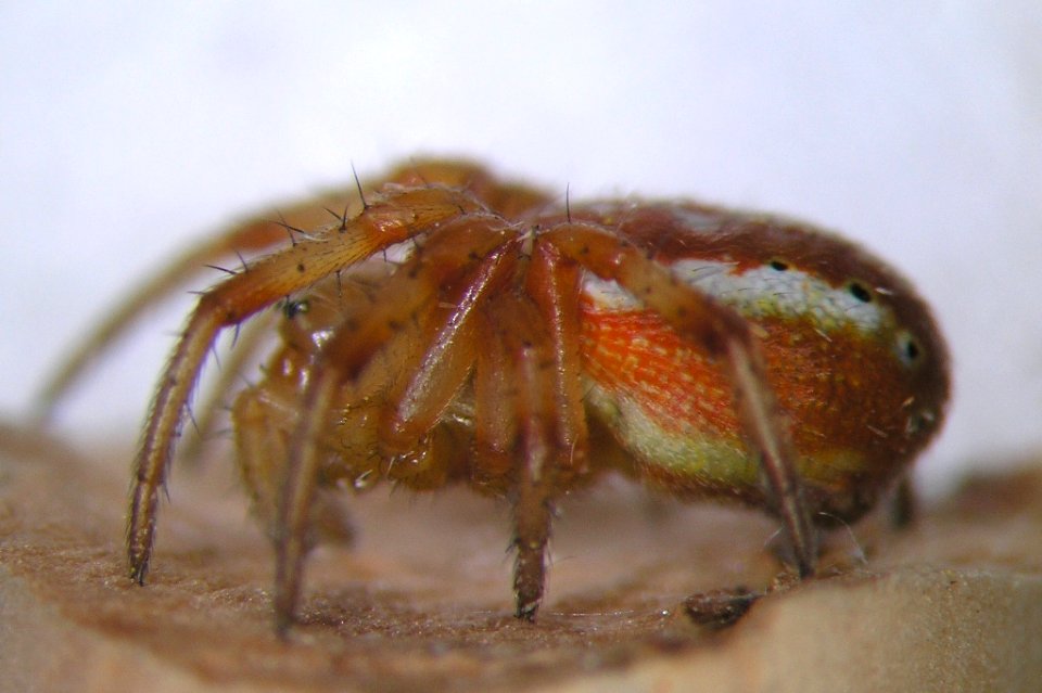 Araniella displicata1