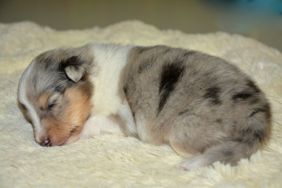 Pup bitch storm blue color blue merle