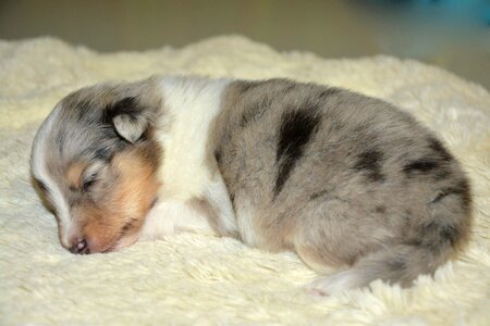Pup bitch storm blue color blue merle