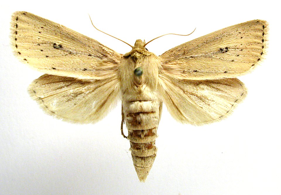 Archanara sparganii