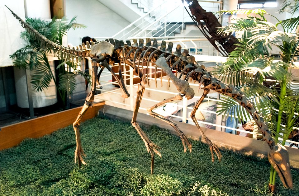 ArchaeornithomimusAsiaticus-PaleozoologicalMuseumOfChina-May23-08