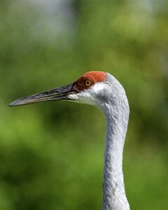 Crane bird beak nature photo