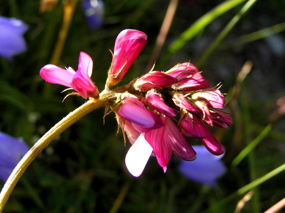 Astragalus leontinus cf3