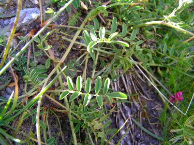 Astragalus leontinus cf2