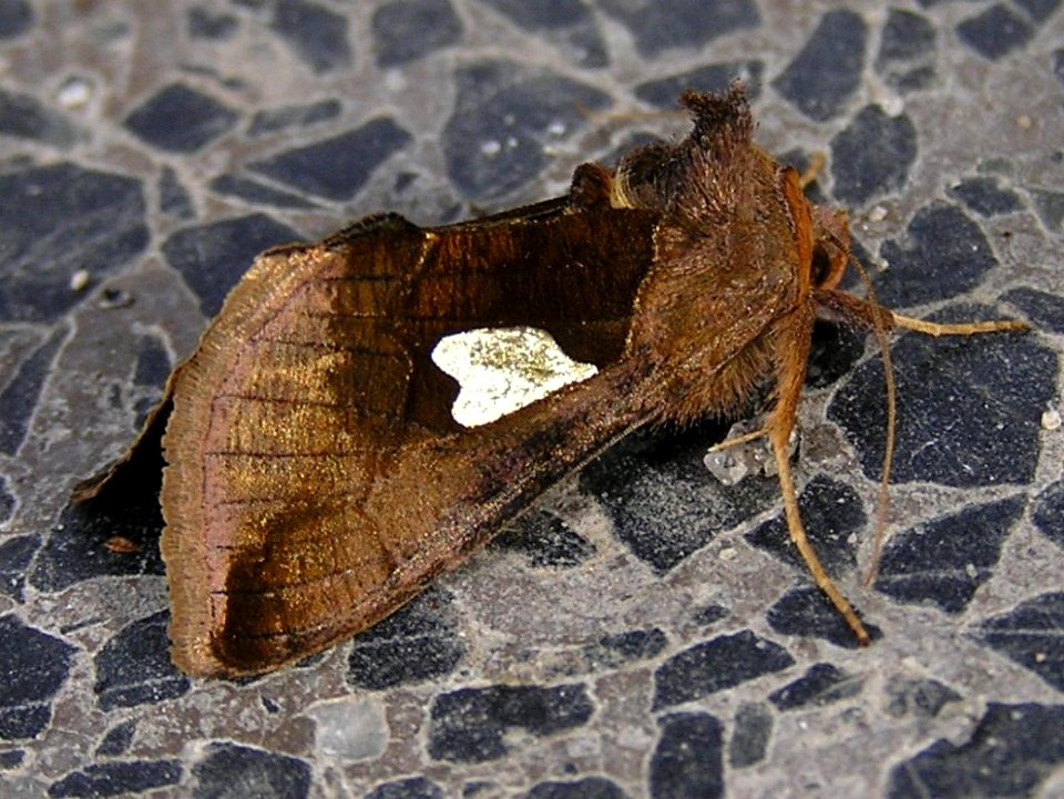 Autographa bractea3