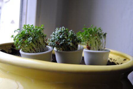 Flower pot cuckooflower sprout vegetables