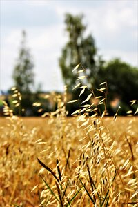 Grain pet food arable