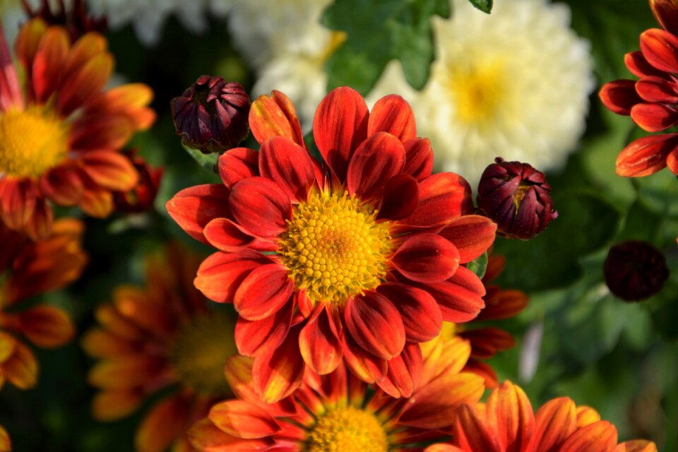 Flowers plant macro