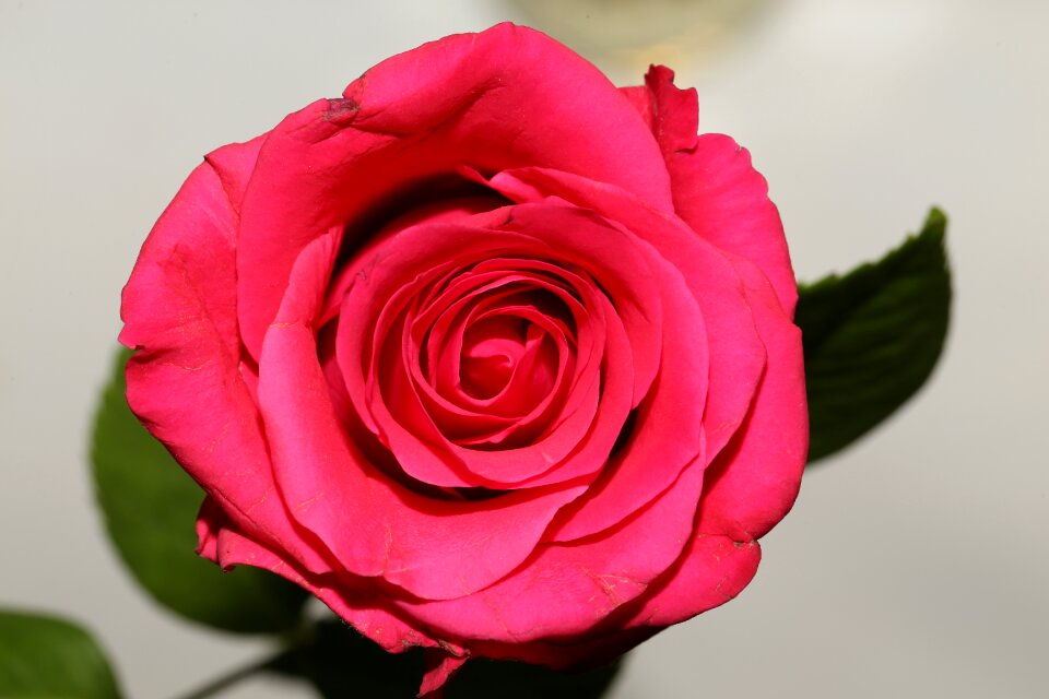 Floral love romantic