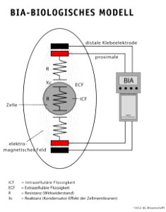 BIA Biologisches Modell AGWissenschafft 28.06.2012