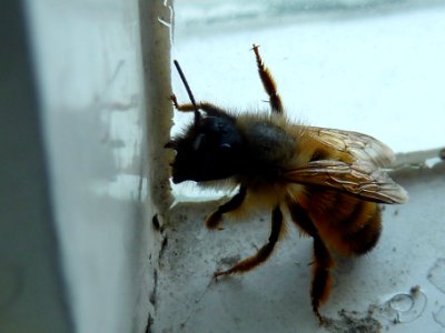 Biene zur Bestimmung 1 photo