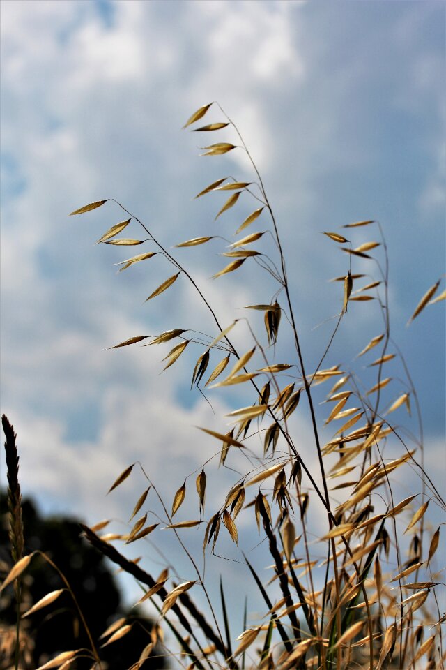 Grain pet food arable