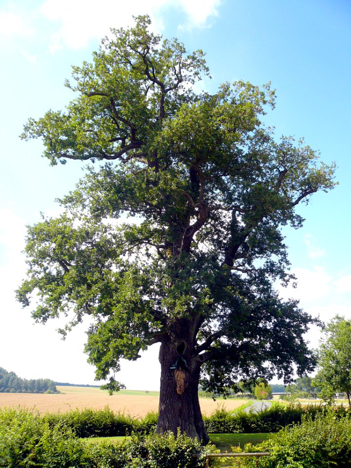 Bildeiche bei Albertshausen, 6