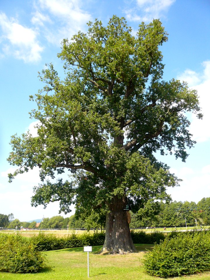 Bildeiche bei Albertshausen, 5