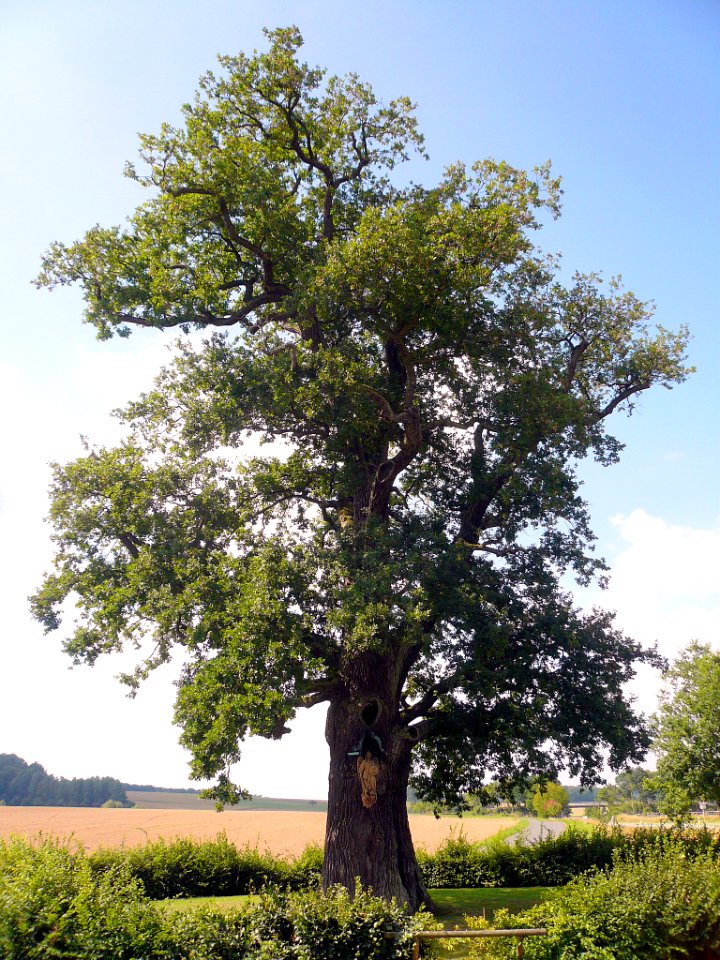 Bildeiche bei Albertshausen, 7