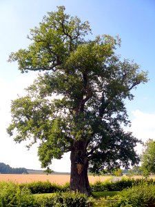 Bildeiche bei Albertshausen, 7