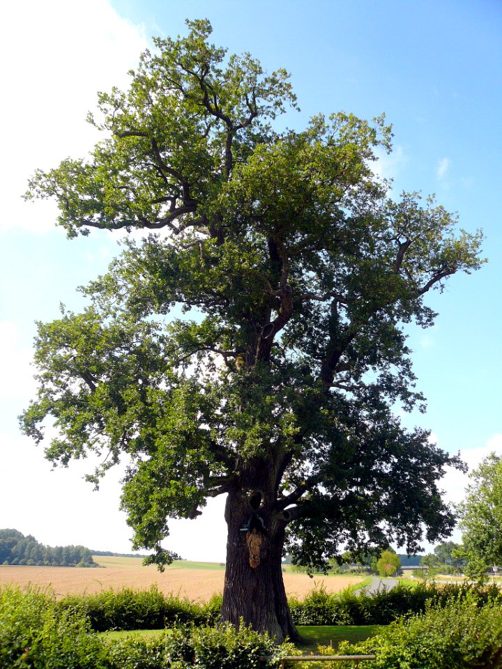 Bildeiche bei Albertshausen 2