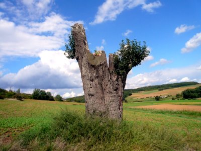 Birnbaum bei Hambach