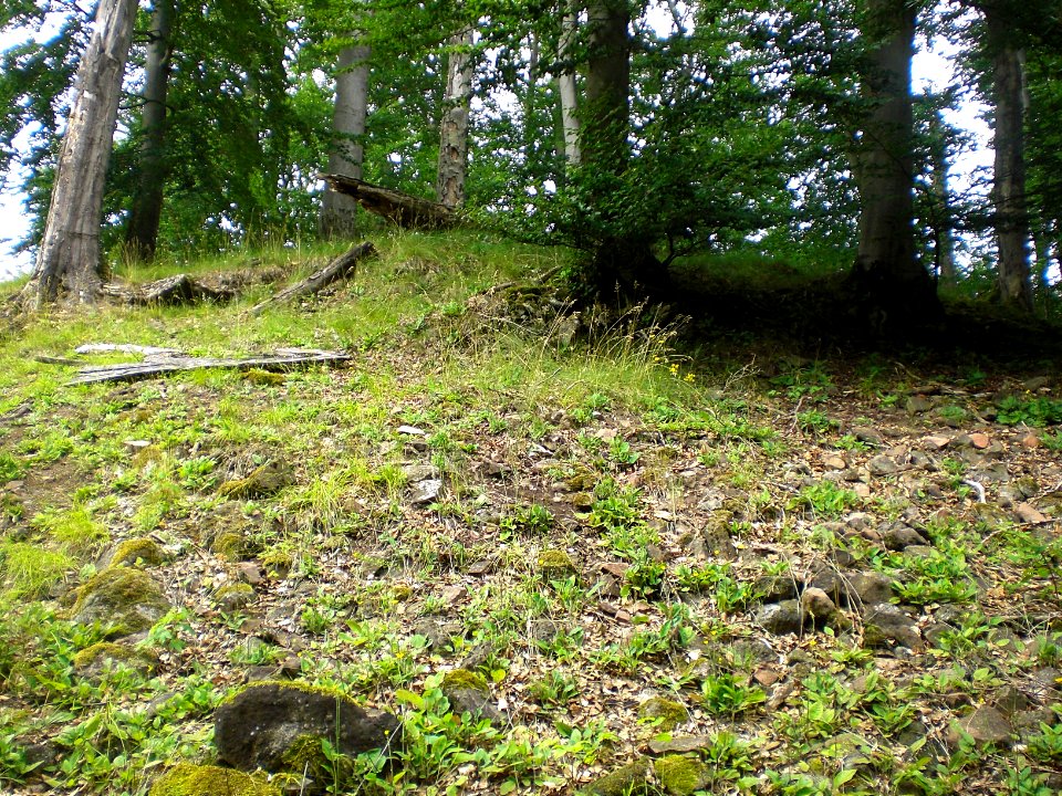 Blankenau; Burg Blankenwald - Böschung des Burgstalls