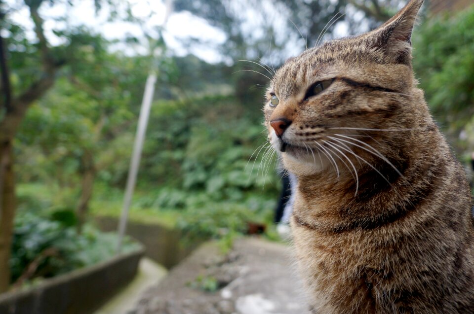 Cat animal street cat