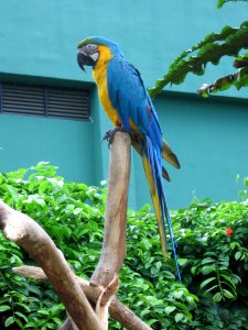 Blue-and-yellow Macaw, Ara ararauna, JBP, Nov 06 photo