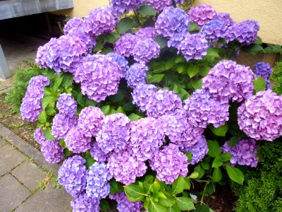 Blume in Violett