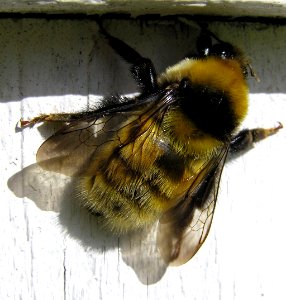 Bombus distinguendus