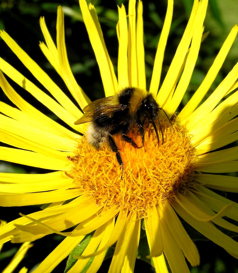 Bombus hortorum