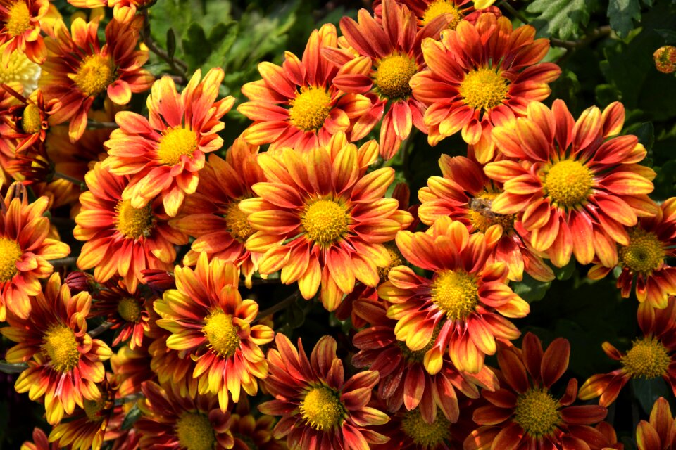 Flowers plant macro