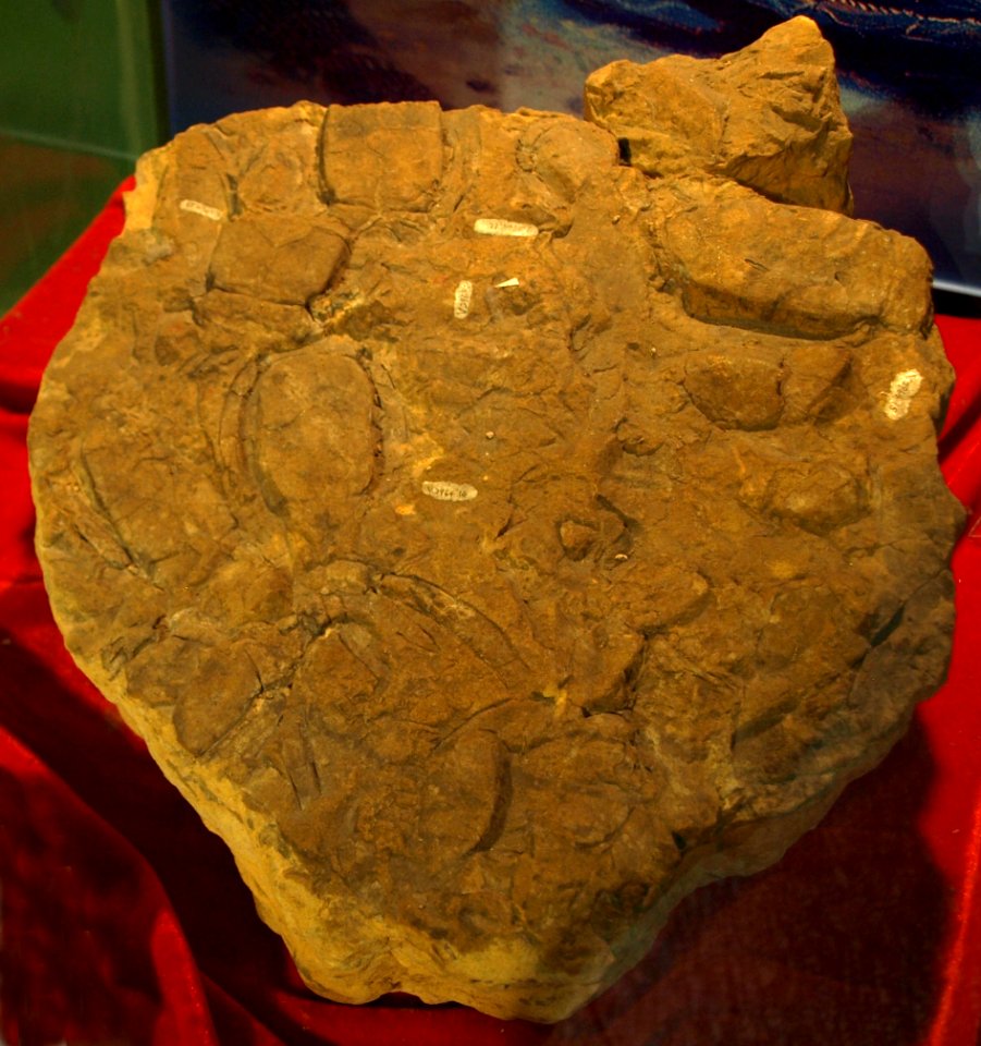BothriolepisTungseni-PaleozoologicalMuseumOfChina-May23-08