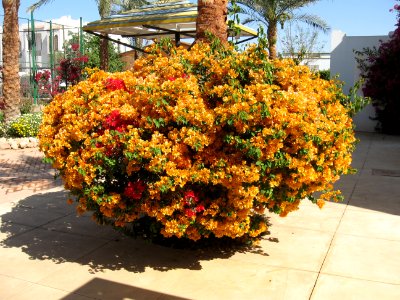 Bougainvillea in Egypt 2007