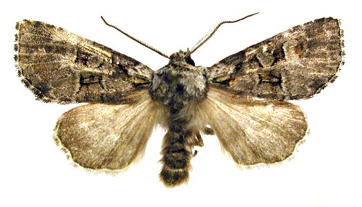 Brachylomia viminalis1