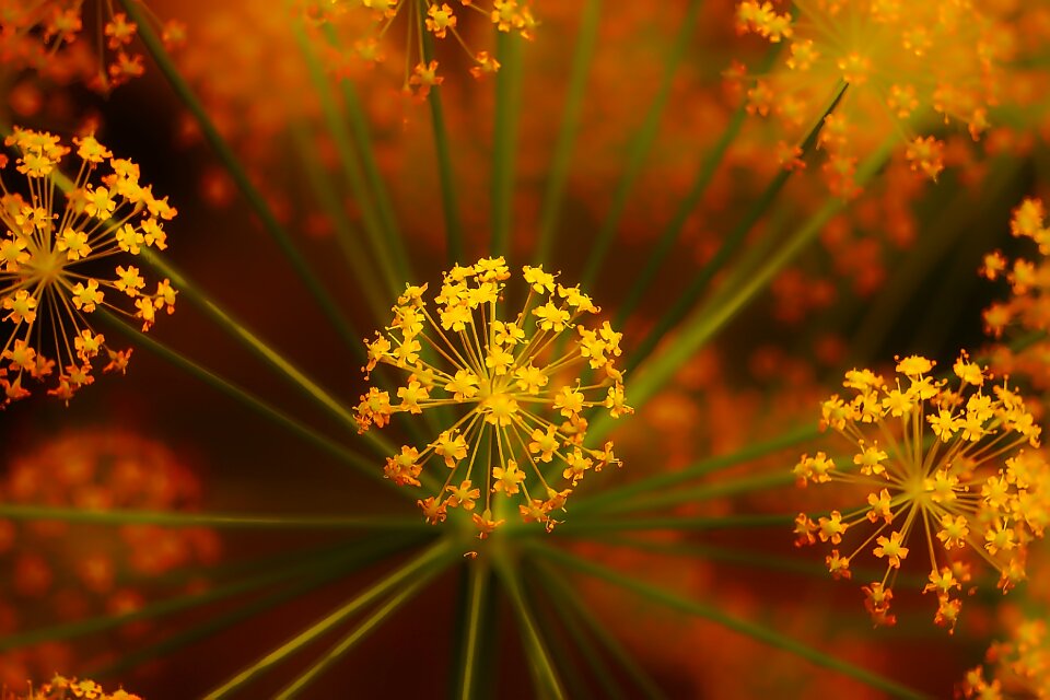 Spring floral garden