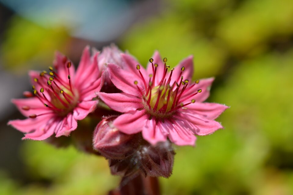 Garden summer petal photo