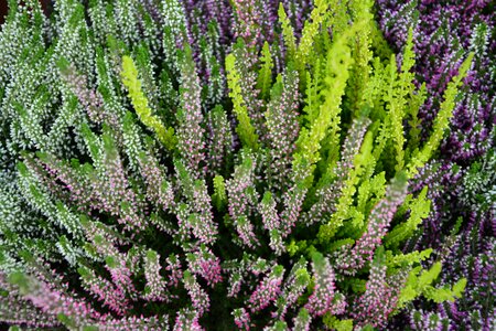 Green pink nature
