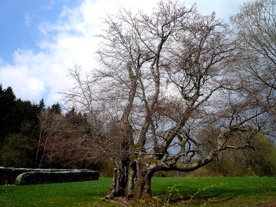 Buche Mitgenfeld, 2
