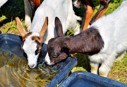 Little kids watering hole drink