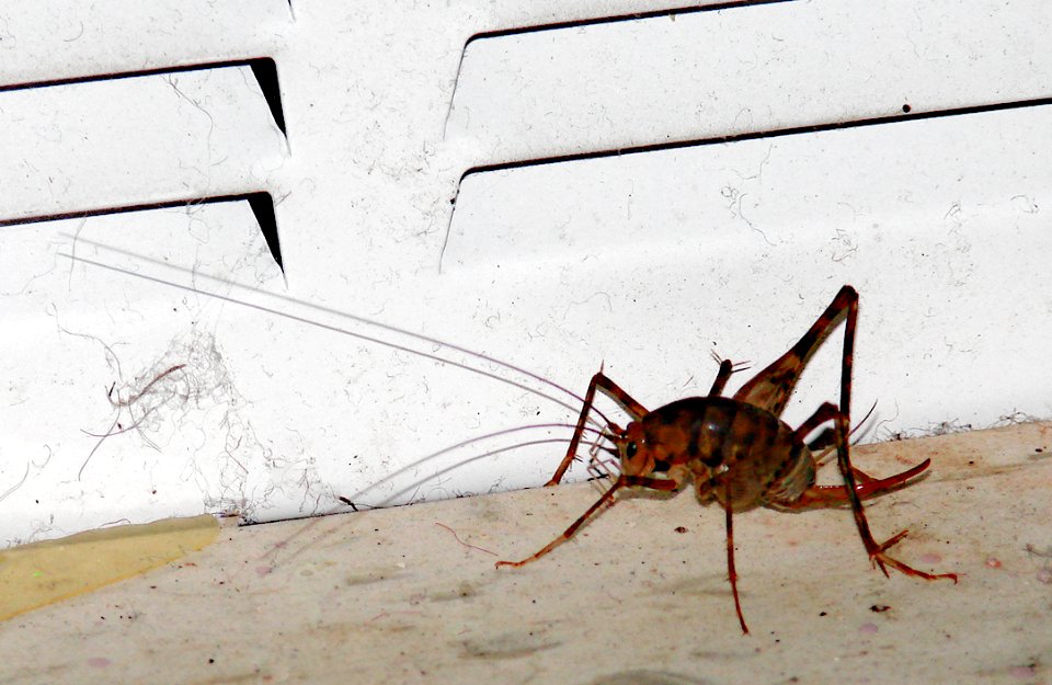 Camel Cricket dsc00387 Neda