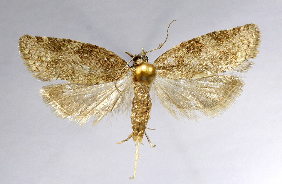 Capua vulgana