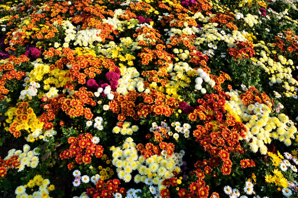 Flowers plant macro