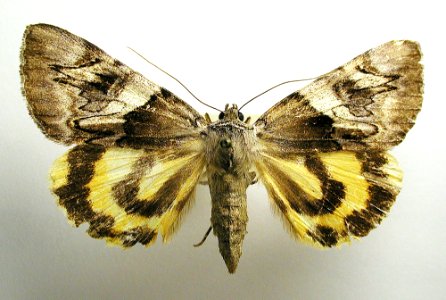 Catocala fulminea1