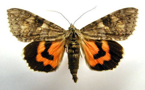 Catocala nupta