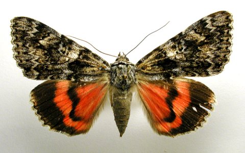 Catocala promissa1