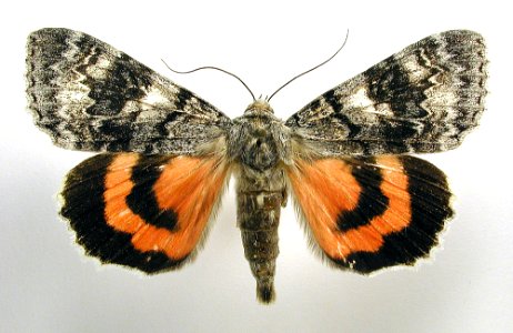 Catocala adultera1