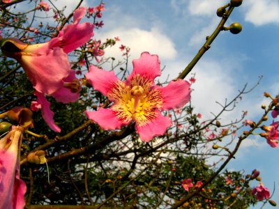 Ceiba speciosa, Flower