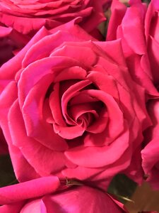 Flower romance pink rose photo