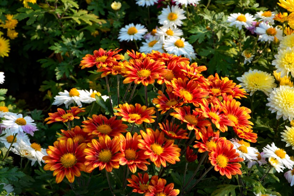 Flowers plant macro