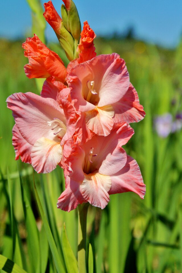 Sword flower blossom bloom